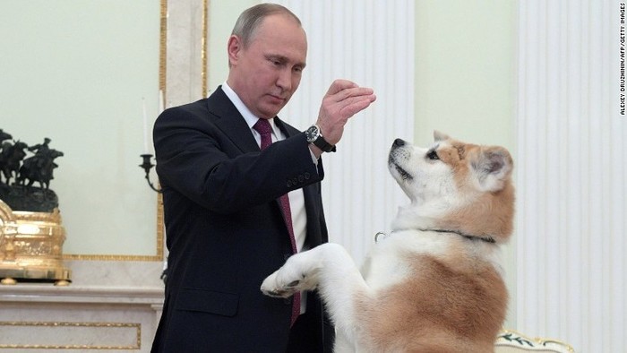 ОХУ-ын ерөнхийлөгч Владимир Путины Юмэ хэмээх акита үүлдрийн нохой